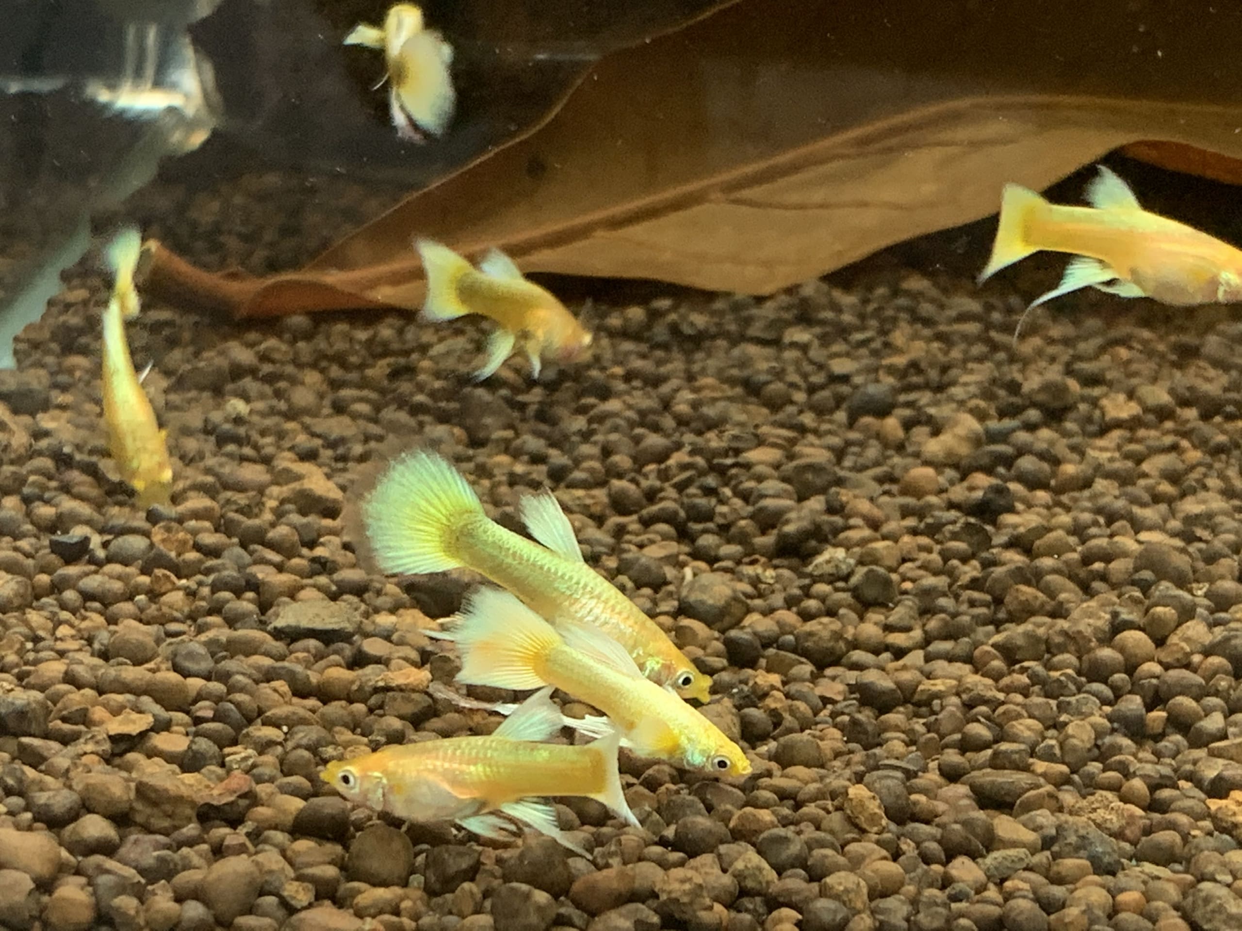 Cá bảy màu Full golf ribbon- Bảo Trân Aquarium. Thủy sinh quận 7. Phụ kiện  thủy sinh